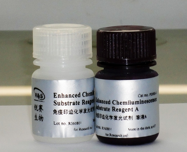 ecl plus 增强型免疫荧光发光试剂盒(50ml)